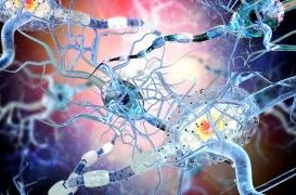 Des œstrogènes contre les lésions de la sclérose en plaques