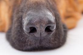 Cancer du sein : l'Institut Curie se sert des chiens renifleurs