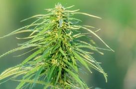 Uruguay :  du cannabis récréatif vendu en pharmacie