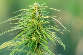 Cannabis thérapeutique : l'Allemagne donne son feu vert