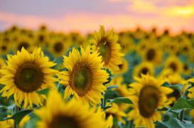 Génétique : des chercheurs français perçent les secrets du tournesol