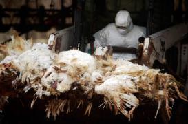 Grippe aviaire : Hong Kong abat des milliers de volailles 