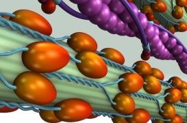 Certaines morts subites des jeunes adultes sont évitables par le dépistage familial