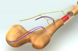 Myélome : progrès des traitements et révolution dans les stratégies