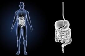 Ce parasite imite des protéines pour mieux infecter le tube digestif