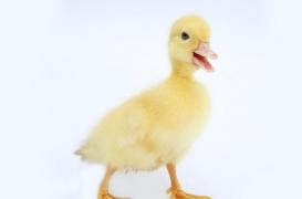 Des dizaines de milliers de canards abattus ou confinés   pour arrêter la menace de  grippe aviaire 