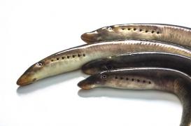 Les gènes qui permettent de réparer la moelle épinière chez un poisson existent aussi chez l’homme