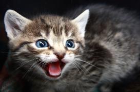 Rage : un avis de recherche lancé à Nantes pour un chaton 
