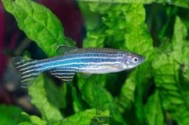 Rendre muet un gène défectueux, la solution pour traiter certains cancers