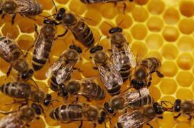 Piqûre d'abeille : attention aux effets cardiaques tardifs 