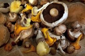 Champignons vénéneux : 181 Français intoxiqués en deux semaines