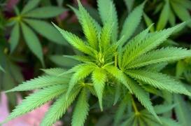 Le cannabis éviterait les troubles mentaux causés par le VIH