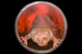 Un rat nu, notre modèle d’immortalité