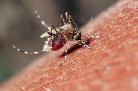 Malaria : un piège odorant contre les moustiques