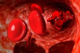 Le potassium, clé du rythme circadien des globules rouges