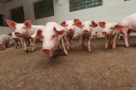 Elevages porcins : les contrôles protègent-ils les consommateurs ?