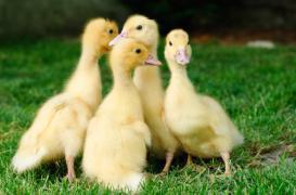 Grippe aviaire : retour des palmipèdes dans 18 départements