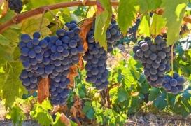 Vignes : les chameaux possible remède au virus du court-noué