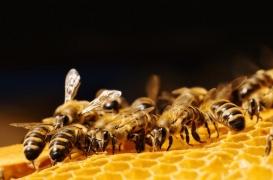 Pesticides : les trois quarts des miels sont contaminés 