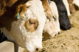 CETA : l’accord commercial menace la santé publique