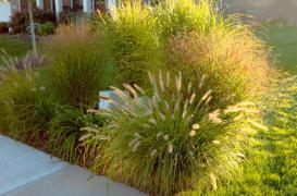 Allergies : l'alerte aux pollens  est lancée 