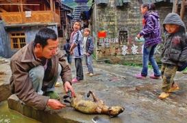 Taïwan : les chiens et les chats interdits à la consommation