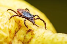 Maladie de Lyme : Isabelle porte plainte pour tromperie aggravée