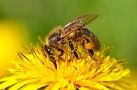 Néonicotinoïdes : la toxicité pour les abeilles confirmée 