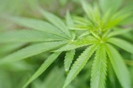 Dépénalisation du cannabis : les addictologues veulent un débat sanitaire