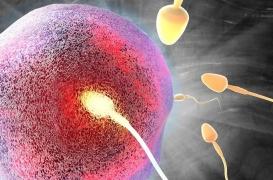 Le mystère de la fécondation