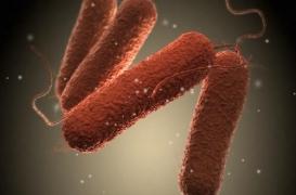 Lait contaminé : 10 points pour tout savoir sur les épidémies de salmonelles