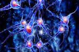 Glioblastome : les promesses d'une immunothérapie d'origine virale 