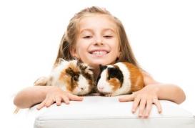 Mauvais conte de Noël : le cochon d’Inde, la petite fille et la teigne…