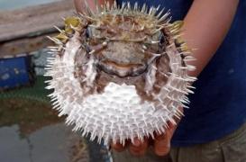 Alerte au fugu : des morceaux de poisson mortels vendus dans un supermarché japonais