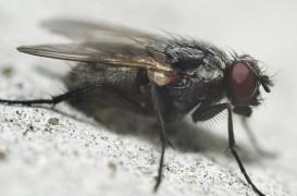 Syndrome de l’X fragile : l’importance d’une détection précoce