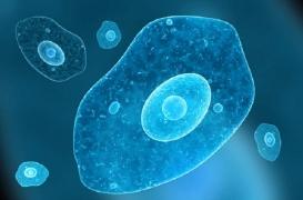 Amibes et peste : les liaisons dangereuses