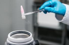 Cellules souches : du sang de cordon pour réparer le coeur