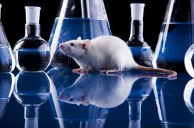 Développements thérapeutiques : qu'apportent les modèles animaux ?