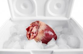 Transplantation : une méthode pour mieux préserver les organes
