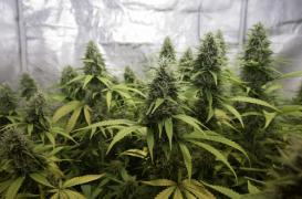 Nations Unies : vers la fin de la guerre contre les drogues 