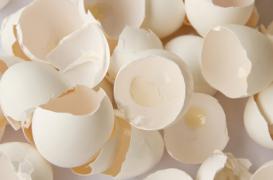 Plaies :  accélérer la cicatrisation avec des coquilles d’oeufs