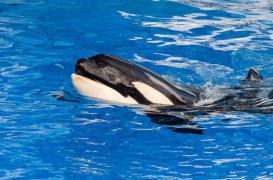 Le parc Marineland attaqué en justice