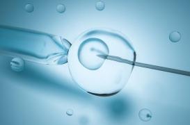 Les premiers primates clonés au monde sont chinois : ce sont des macaques