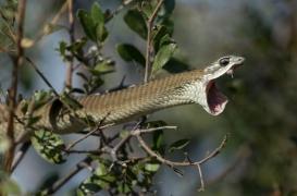 Morsures de serpent : l'OMS veut améliorer la prise en charge