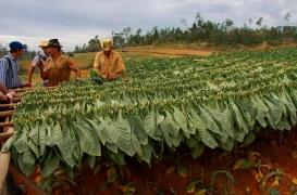 Environnement : l'OMS alerte sur les ravages de la culture du tabac