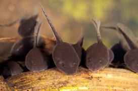 Vision : les endocannabinoïdes jouent un rôle clé