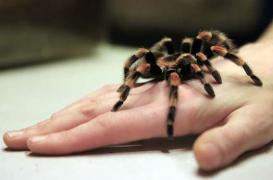 Le venin de tarentule pourrait servir d'antidouleur