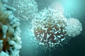 Les lymphocytes T régulateurs : une nouvelle cible contre les maladies auto immunes ?