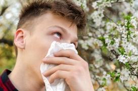 Allergie. La carte de France est presque rouge pour le pollen de bouleau
