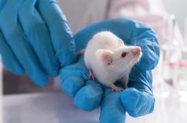 Des souris paralysées remarchent en 4 semaines grâce à ce médicament